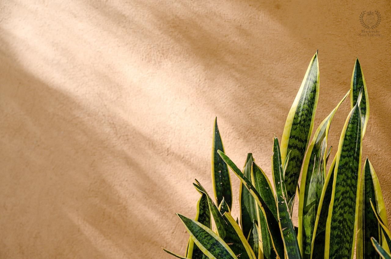 Plantas sobre muro ocre con luz de tarde